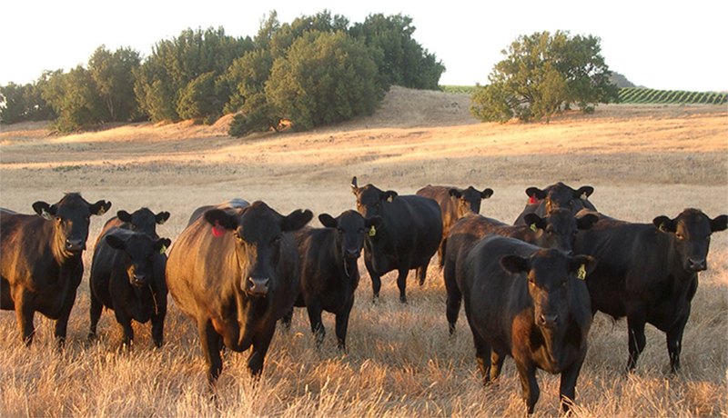 Black angus cattle in setting sun. 