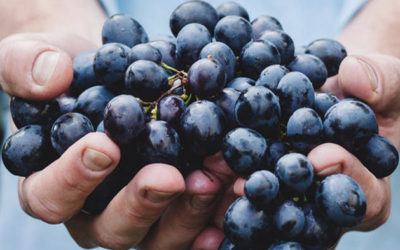 Soil Health Vineyard Management Survey