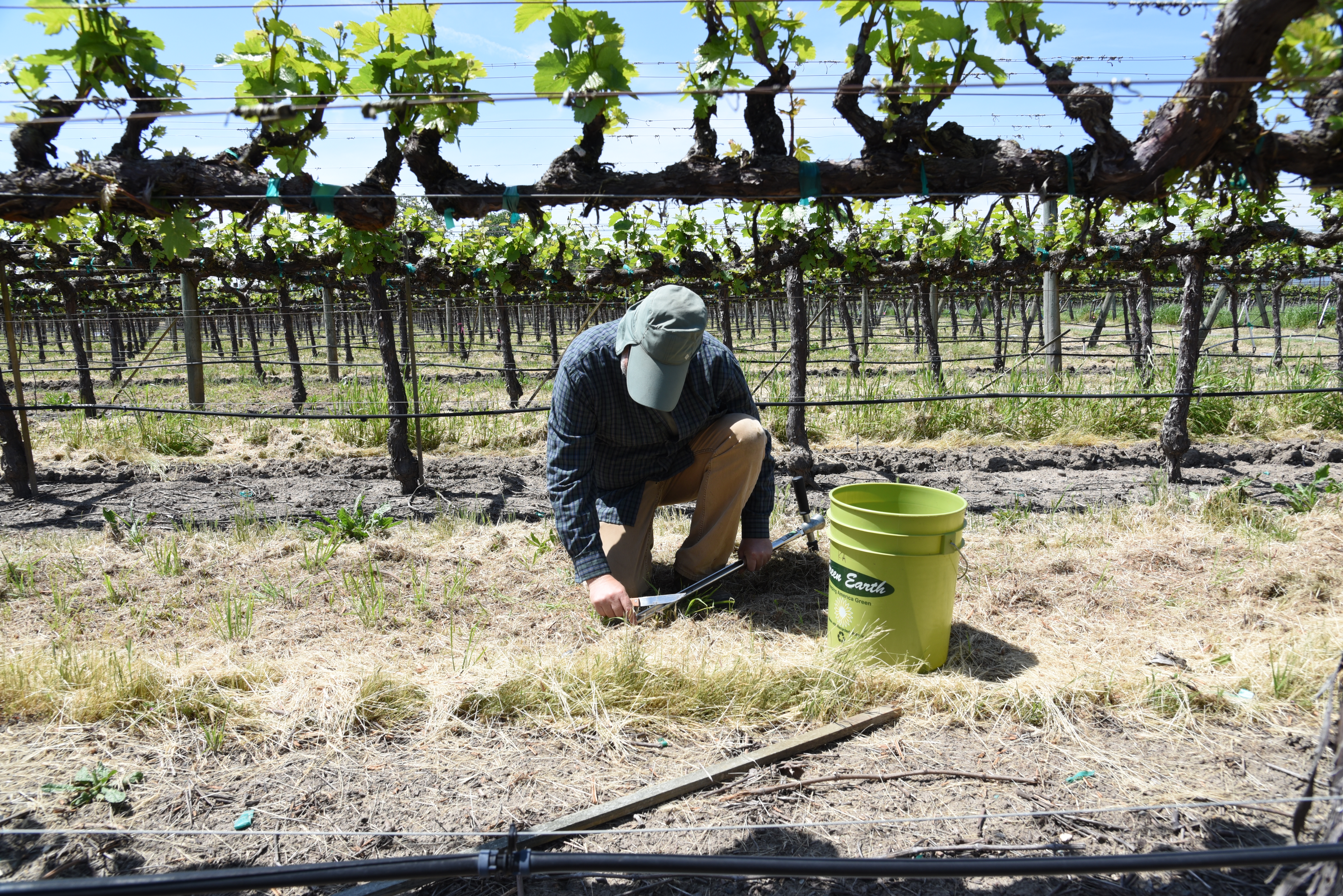 Staff soil sampling in vineyard. 