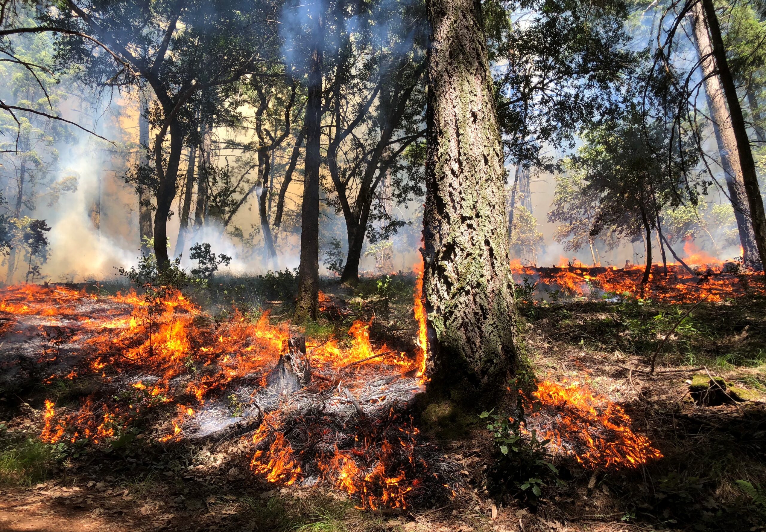 Partner Webinar Series: Integrating Public Health into Forest and Fire  Management — Association for Fire Ecology