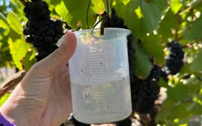 Growers Strive for Water Efficiency