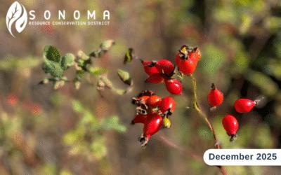 December eNewsletter